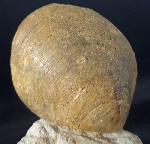 Neocrassina obliqua (LAMARCK 1819) - Bild &copy; FossNet FossilienStore